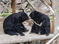 #의신베어빌리지 반달가슴곰 생태학습장 개방